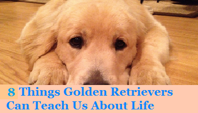 8 Things Goldens Can Teach Us