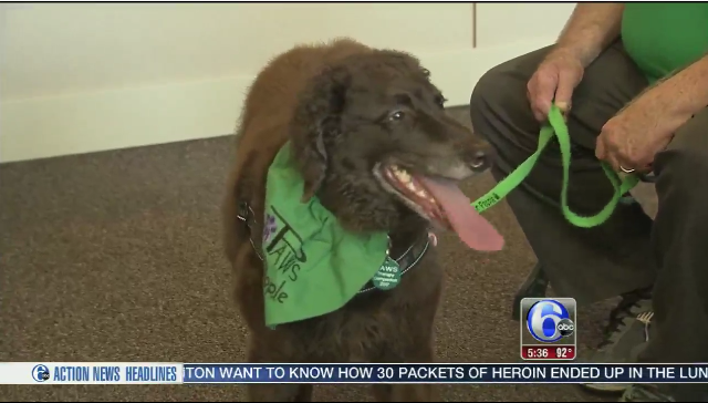 THERAPY DOGS TO HELP EASE COURTROOM FEARS IN DELAWARE COUNTY