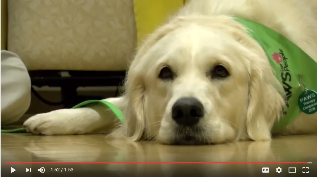 Delmarva Pets: Pet therapy helps local cancer patients